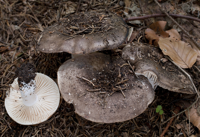 Russula nigricans